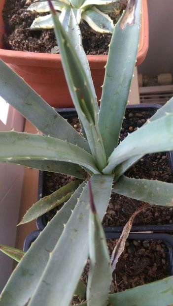 nu stiu denumirea, e din seminte - Agave florina 82