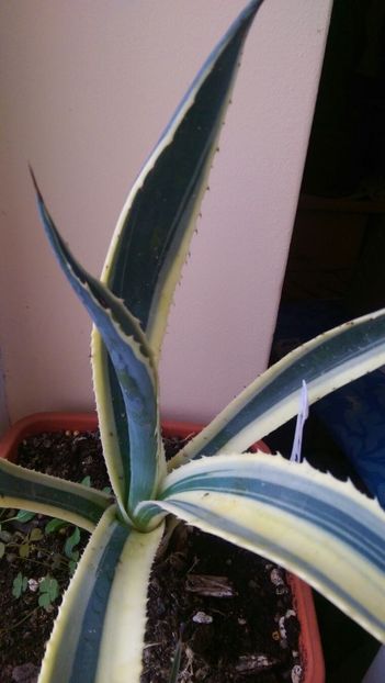 Tropic World Hybrid. - Agave 2018