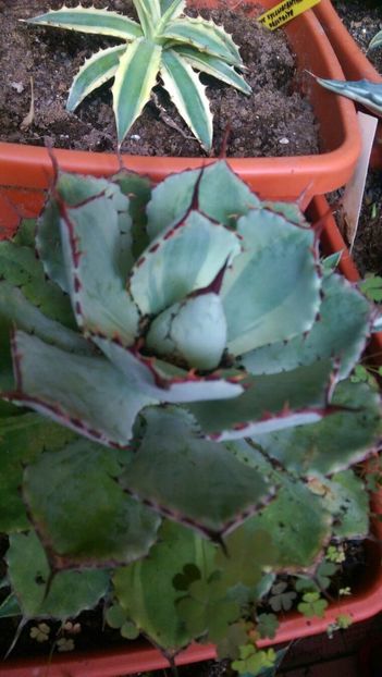 potatorum marginata - Agave 2018