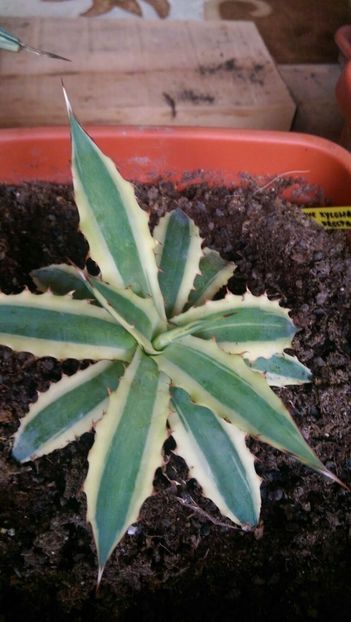 xylonacantha frostbite - Agave 2018