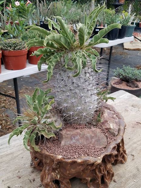 Pachypodium namaquanum - Whish list pentru viata urmatoare1