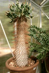Pachypodium namaquanum - Whish list pentru viata urmatoare1