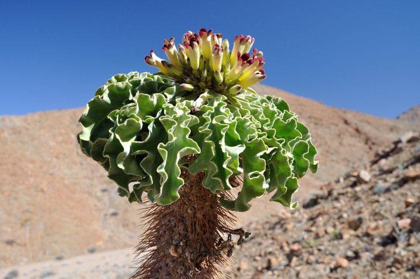 Pachypodium namaquanum - Whish list pentru viata urmatoare1