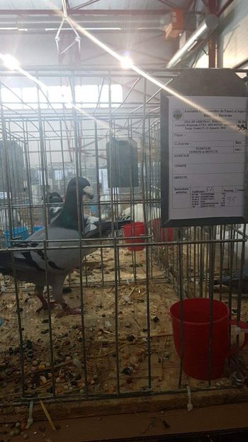 received_1813215022030660 - rezultate