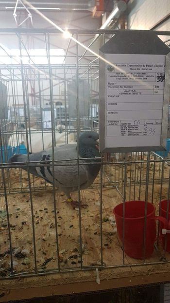 received_1813215172030645 - rezultate