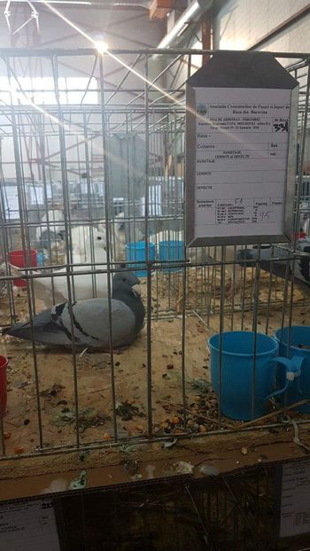 received_1813215102030652 - rezultate