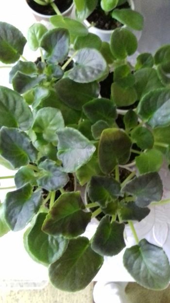  - 1Pui violete colecție