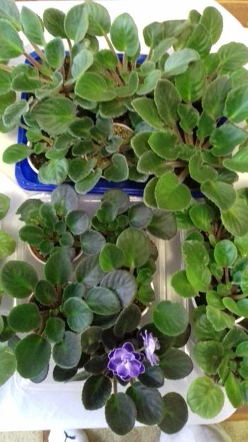  - 1Pui violete colecție