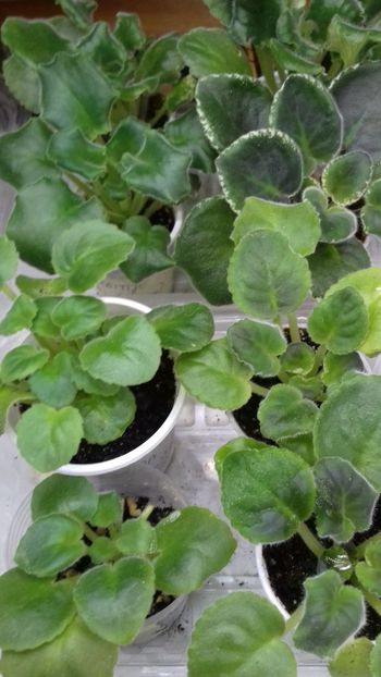  - 1Pui violete colecție