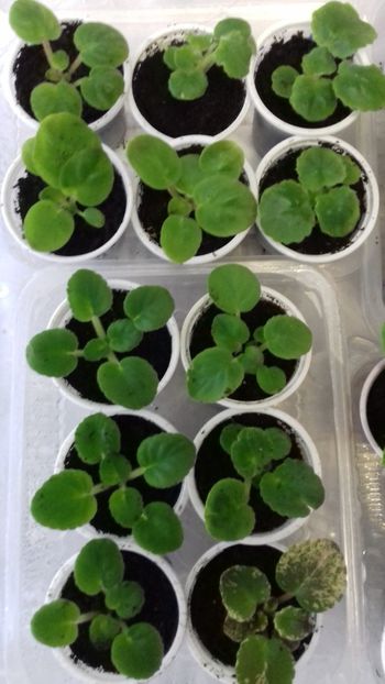  - 1Pui violete colecție