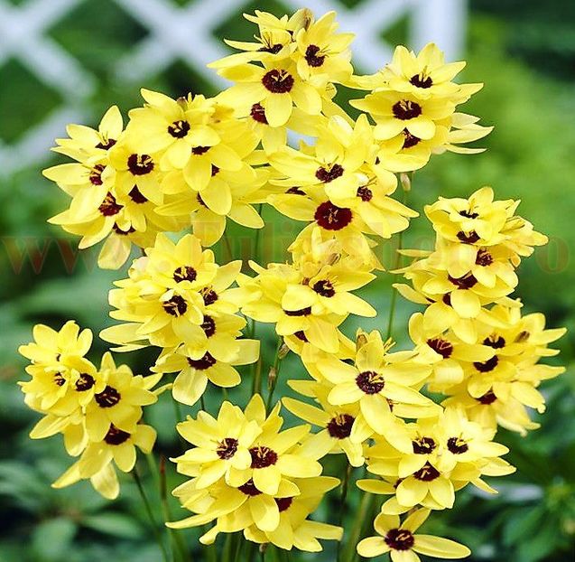 Bulbi Ixia Yellow Emperor - Bulbi Flori Primavara 2018