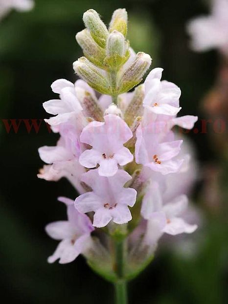 Bulbi Lavanda Elegance Pink - Bulbi Flori Primavara 2018