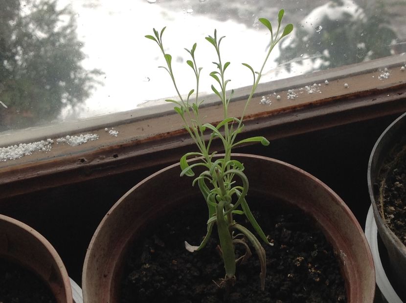  - Butasii de lavanda ciupiți