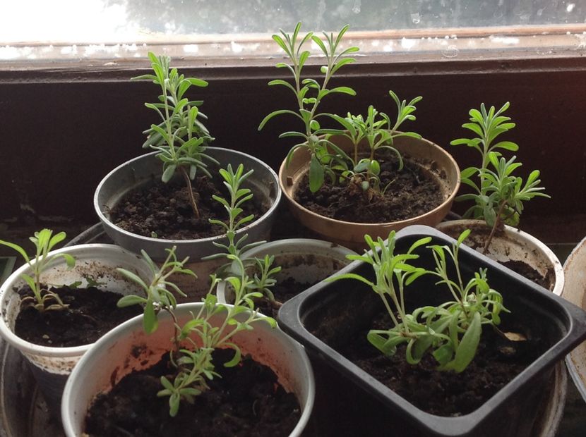  - Butasii de lavanda ciupiți