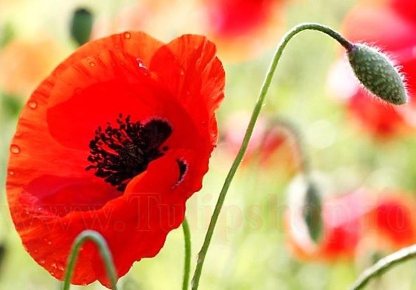 Bulbi Mac Oriental (Papaver) - Bulbi Flori Primavara 2018