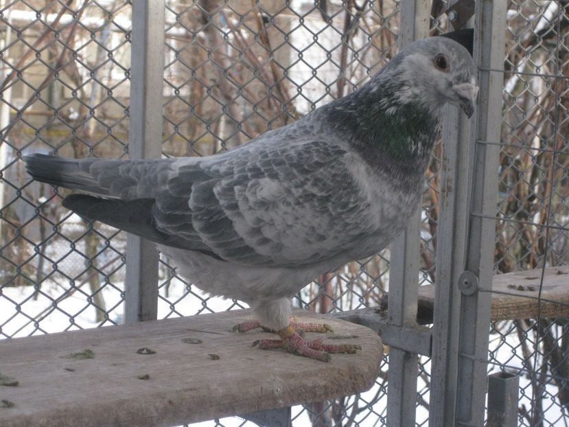 2017 - MASCULI STANDARD PT 2018