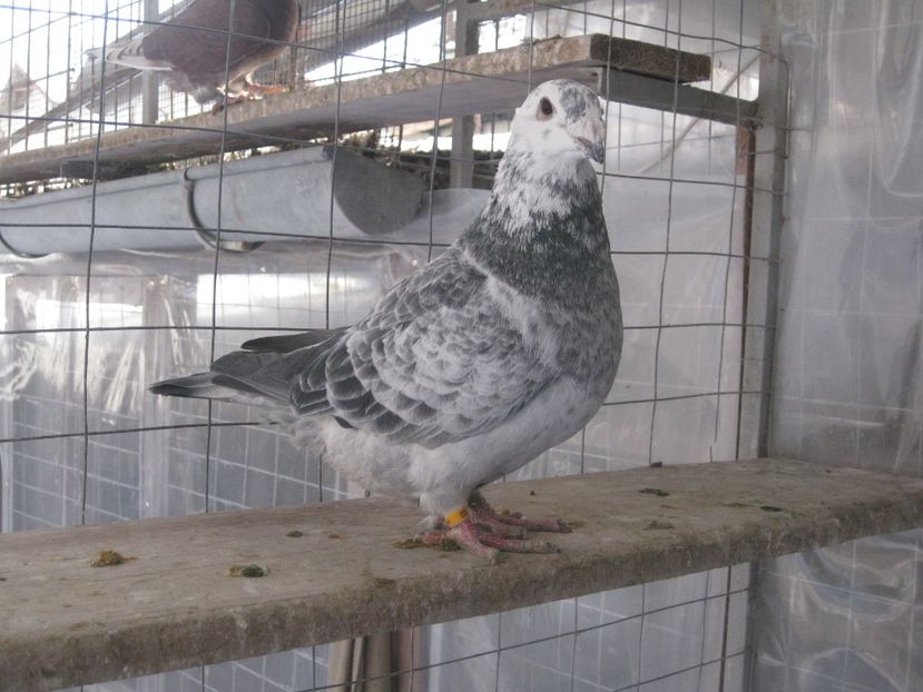  - MASCULI STANDARD PT 2018