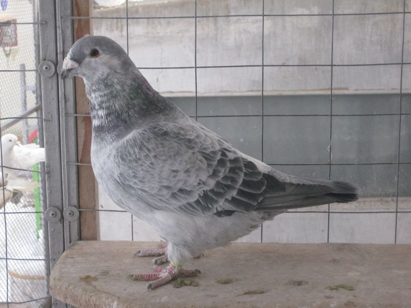  - MASCULI STANDARD PT 2018