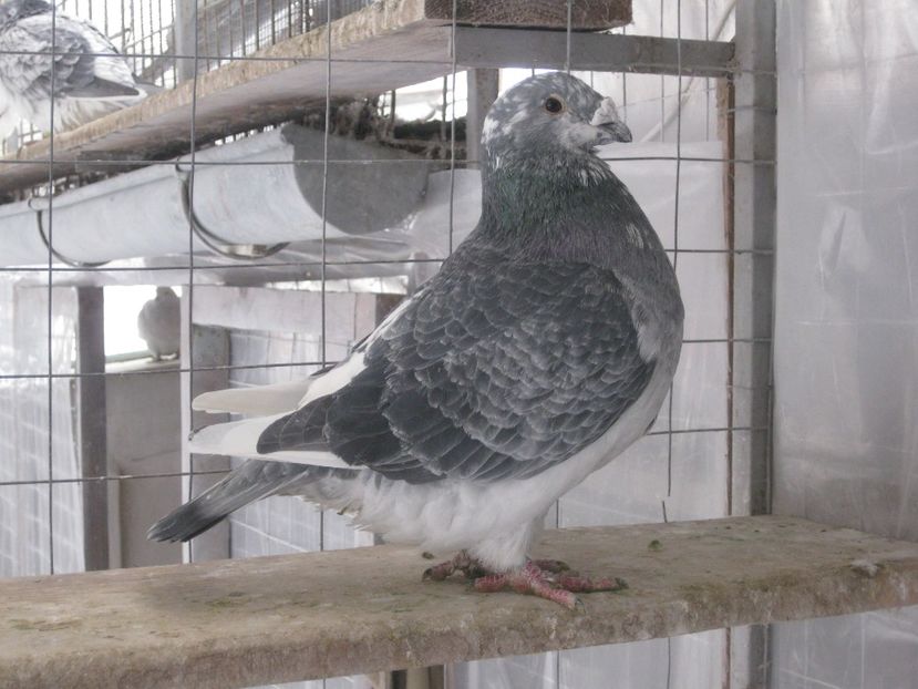  - MASCULI STANDARD PT 2018