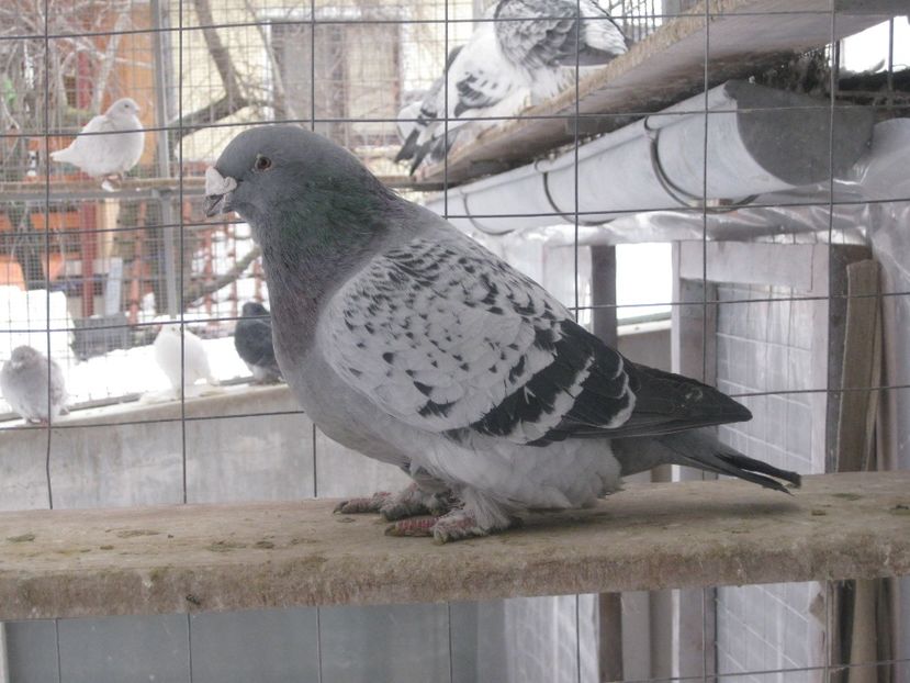  - MASCULI STANDARD PT 2018