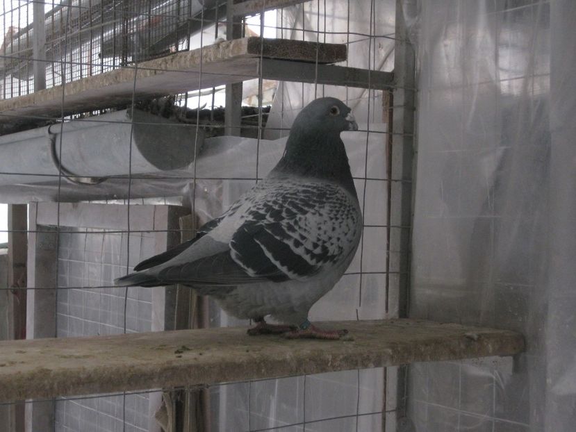  - MASCULI STANDARD PT 2018