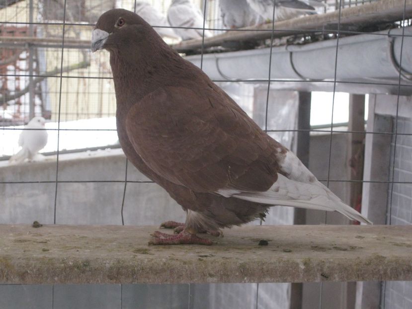  - MASCULI STANDARD PT 2018