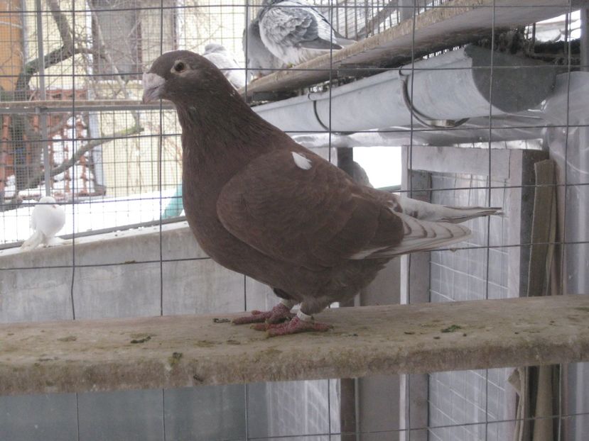  - MASCULI STANDARD PT 2018