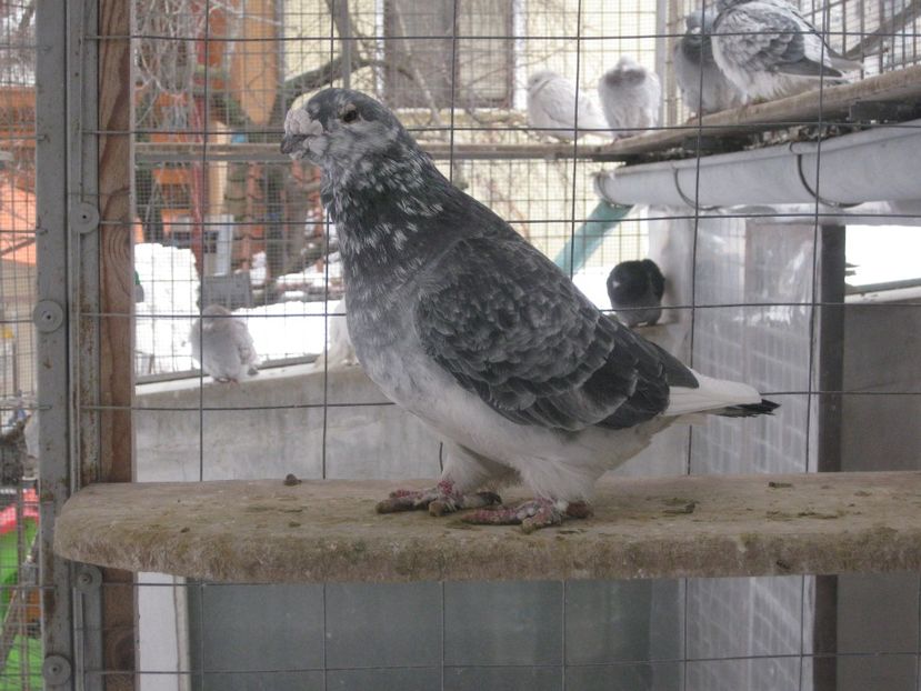  - MASCULI STANDARD PT 2018