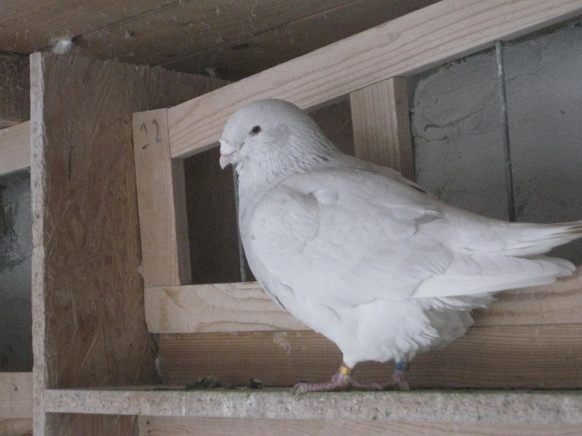  - MASCULI STANDARD PT 2018