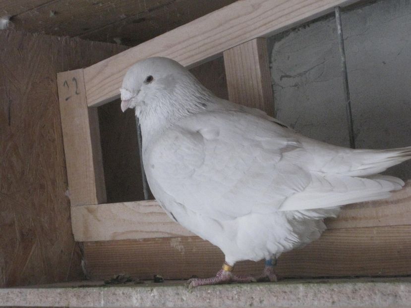  - MASCULI STANDARD PT 2018