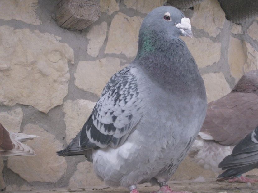  - MASCULI STANDARD PT 2018