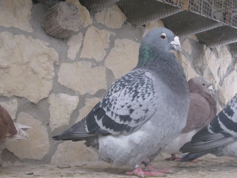  - MASCULI STANDARD PT 2018