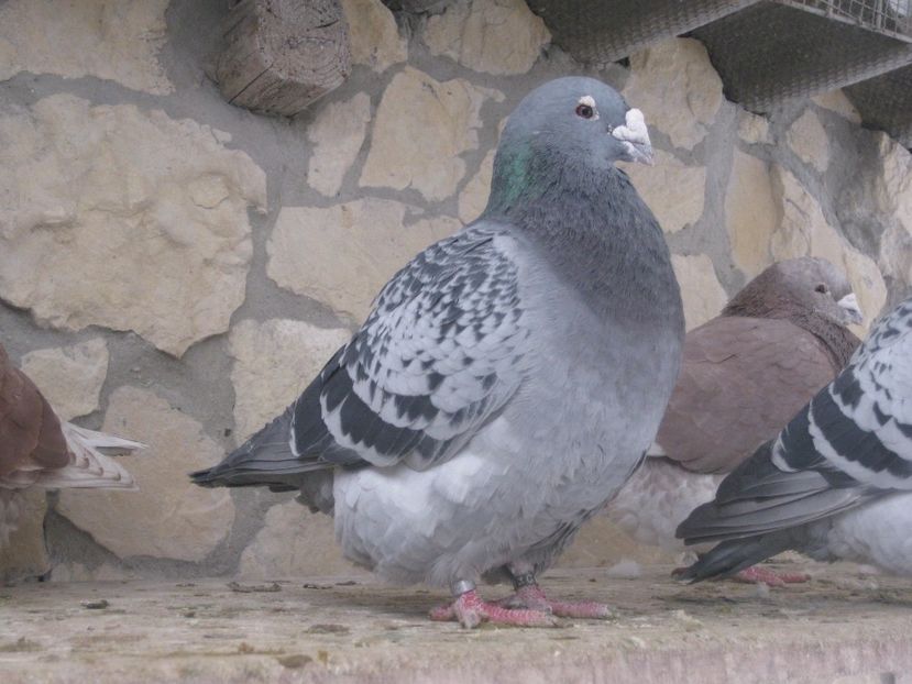  - MASCULI STANDARD PT 2018