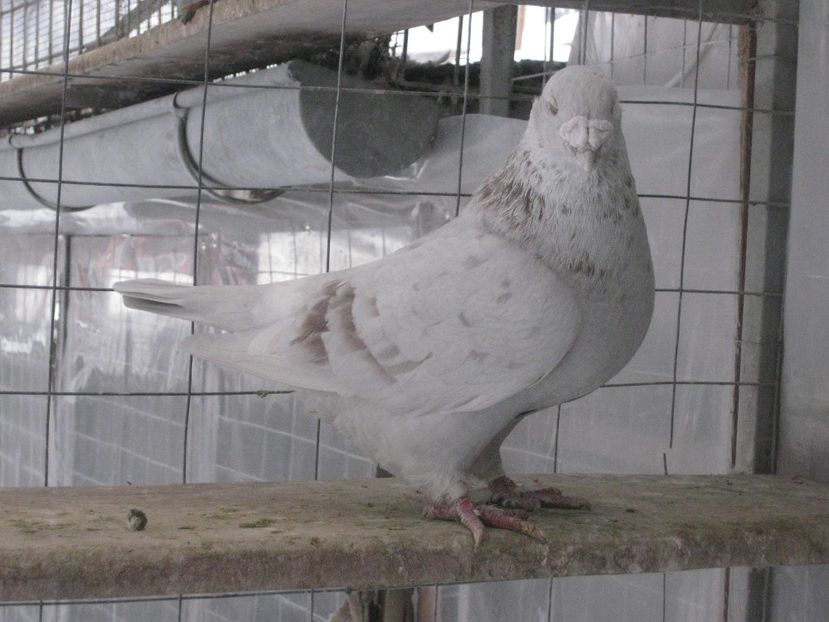  - MASCULI STANDARD PT 2018