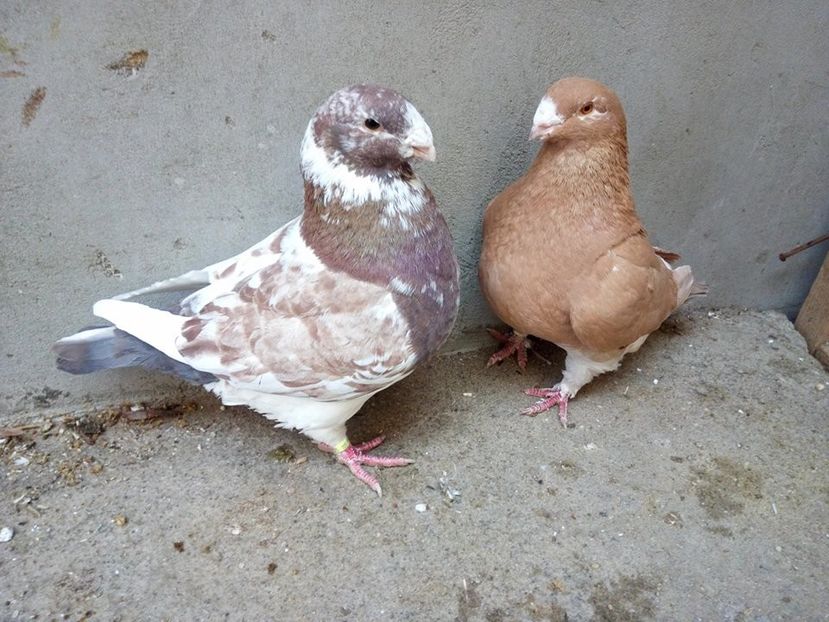  - AMERICANI MATCA PENTRU 2018