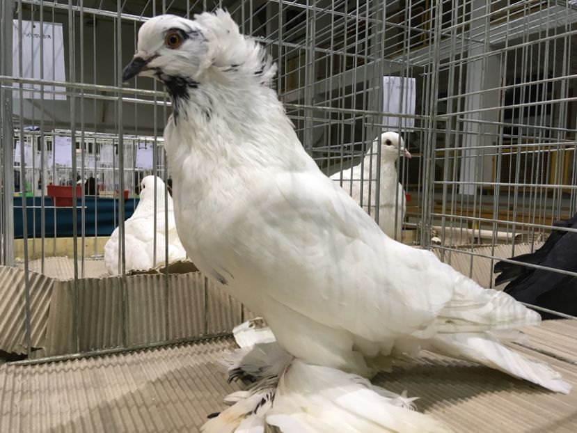 E487F8B1-7D3A-46A2-94E3-D23A1A30DD85 - Expo Otteveny 2018