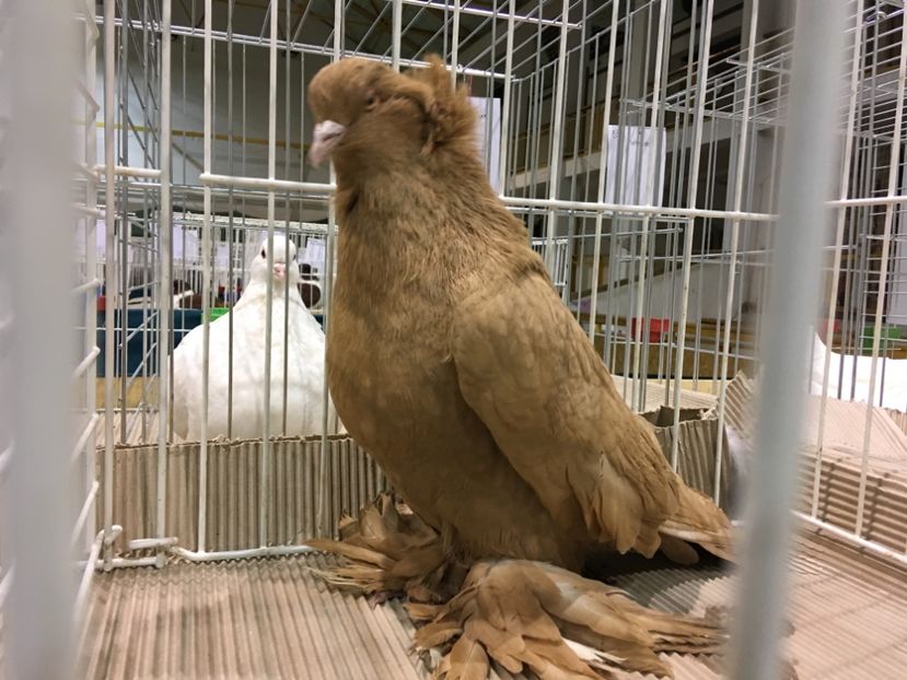 41C7BF3F-20A8-4806-BE8F-A5E70C4EA4B6 - Expo Otteveny 2018