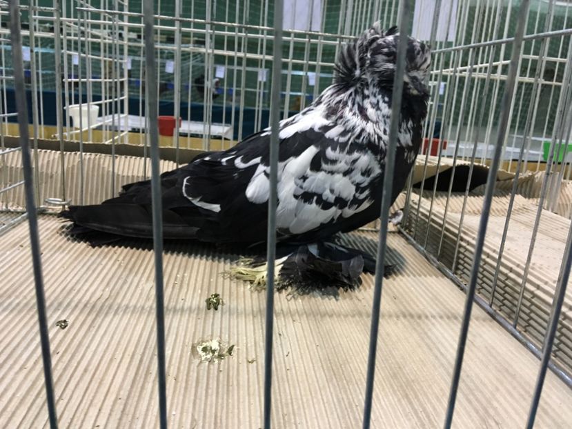 EBBD727F-57C4-4D6B-AA74-0472CFCAB016 - Expo Otteveny 2018