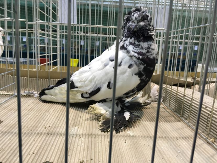 222CD29E-212A-45CE-899C-BDF61ABF5699 - Expo Otteveny 2018