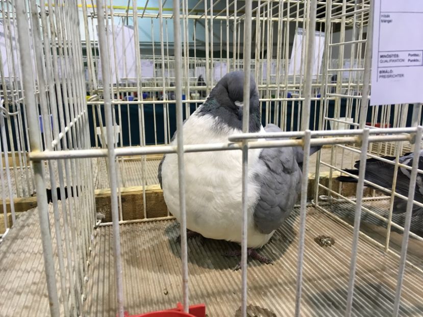 9B9FC337-1817-43ED-BD0D-0D90A01075DD - Expo Otteveny 2018