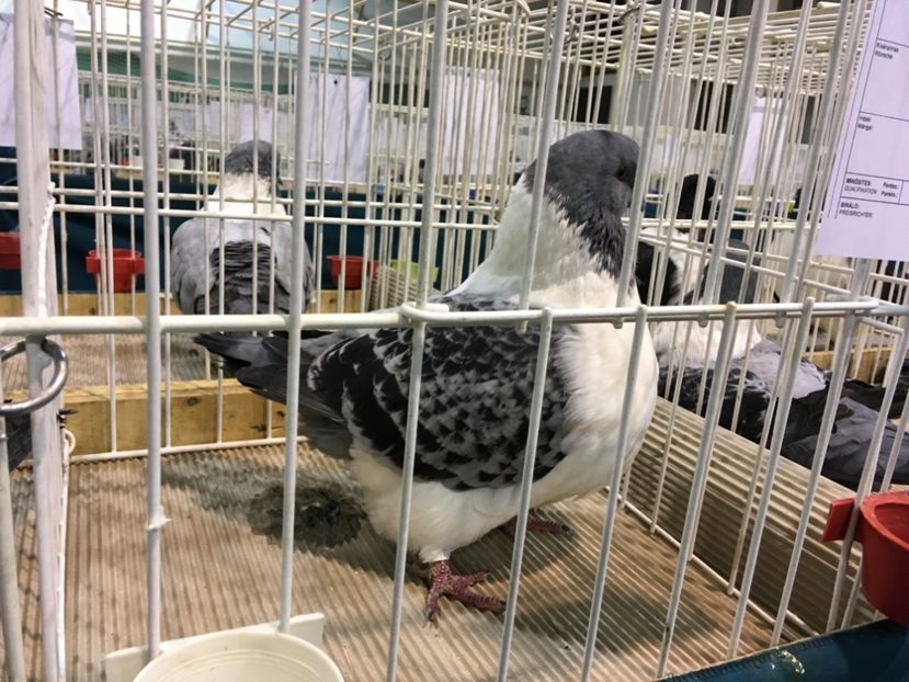 1145BD76-648C-4FD6-AD41-2E0FC3A791A3 - Expo Otteveny 2018