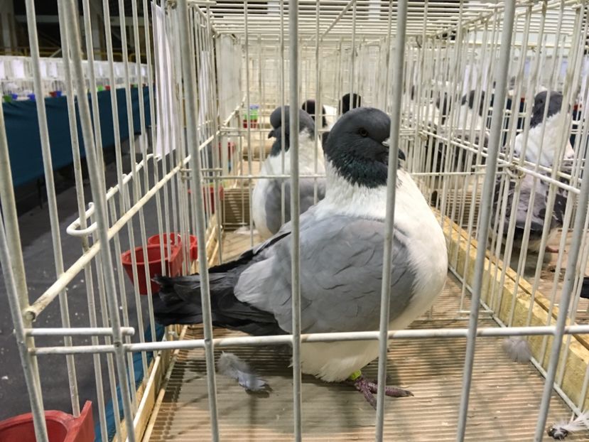 0DC42607-7A67-4F34-9AA5-7AD0E6E0E261 - Expo Otteveny 2018