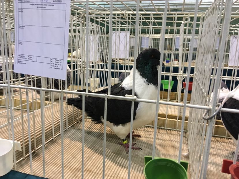 AB6A5865-8E72-4C34-802D-7D9A10AFA9C4 - Expo Otteveny 2018