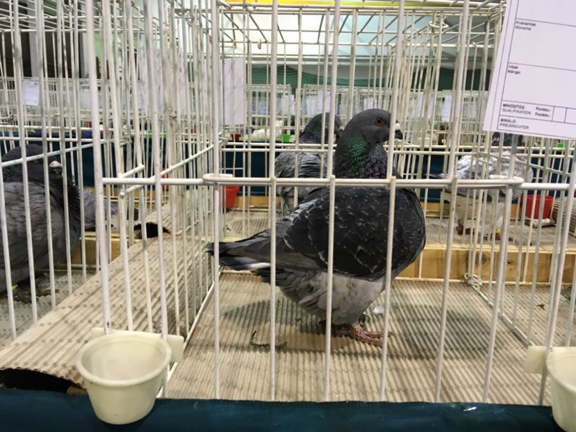 56B59C61-AA19-472E-AA60-24AB263BF45A - Expo Otteveny 2018