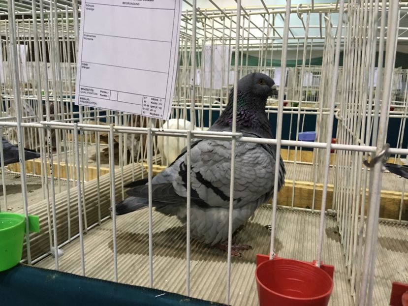 870694A1-8169-4448-BA39-CA03080E010D - Expo Otteveny 2018