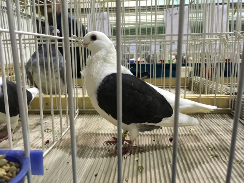 F131AD0F-61A2-4CED-A0AD-A82999D84852 - Expo Otteveny 2018