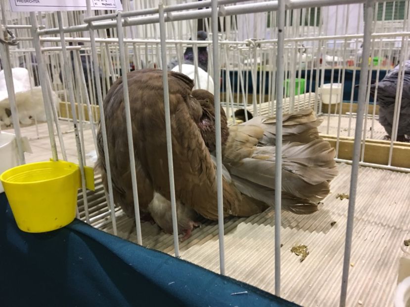 0D7B74CF-07FE-46F2-99EE-32EF3B6A4BAA - Expo Otteveny 2018