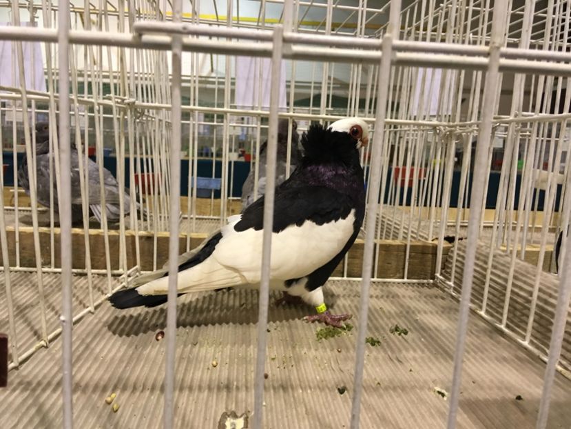 174005B0-5292-4564-890B-06D58DFC4F6F - Expo Otteveny 2018