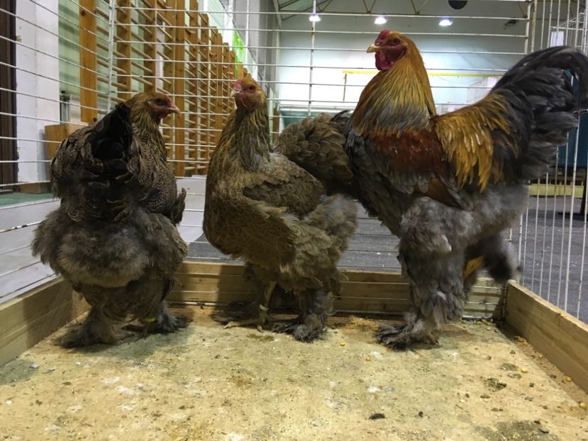 0F889D6B-1929-4F79-B6B6-7ED43D09CDB3 - Expo Otteveny 2018