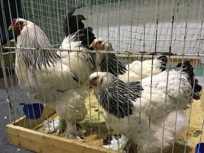 00831F8E-BD8E-4F2E-8AB4-0307CB6A9D83 - Expo Otteveny 2018